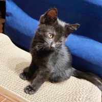 子猫時代、あどけない表情が愛らしいどんちゃん（画像提供：おぬどんさん）