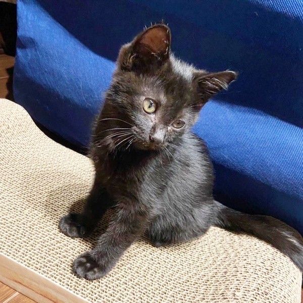 子猫時代、あどけない表情が愛らしいどんちゃん（画像提供：おぬどんさん）