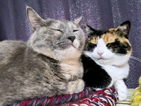 お姉さんっぽいにびちゃん（左）に寄り添うたびちゃん（右）（画像提供：にびたびさん）