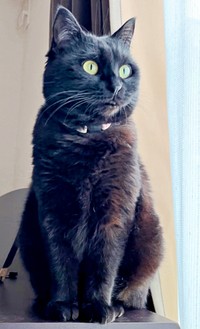 窓辺でニャルソックするかのさん（画像提供：雲母あおさん）