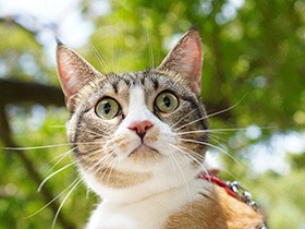 この子のおかげで毎日が大切に　闘病を乗り越えおてんばに育ったマンチカン「こゆき」