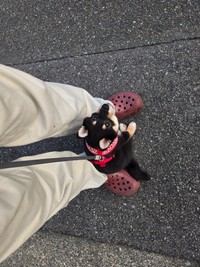 飼い主の足元に戻り、動かなくなったつむぎちゃん（つむぎさん提供）