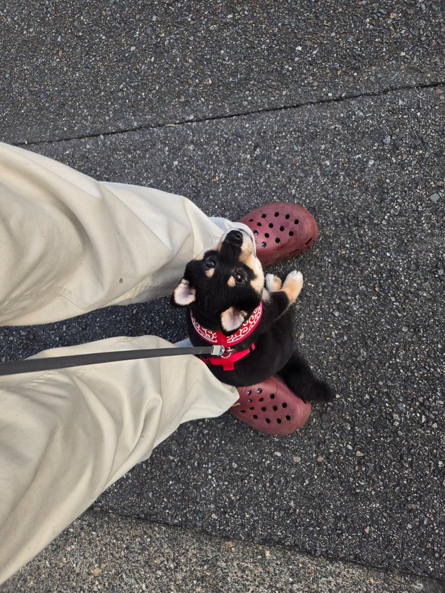 飼い主の足元に戻り、動かなくなったつむぎちゃん（つむぎさん提供）