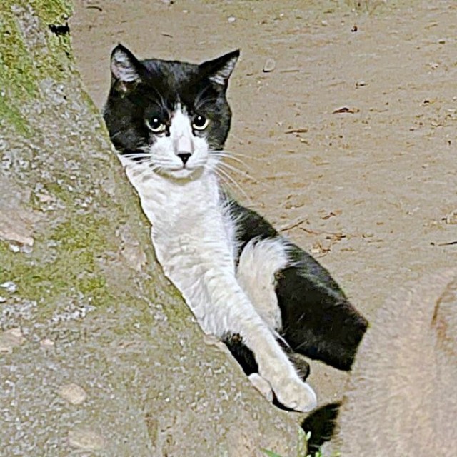 保護前、ふれることができなかったハッチャン（画像提供：ハッチャンさん）