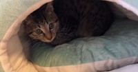 猫用ハウスに隠れて様子を伺うような繊細さん