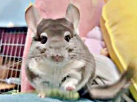 くんくんと匂いを嗅いで、ポイッと捨てたプリンちゃん（画像提供：プリンさん）