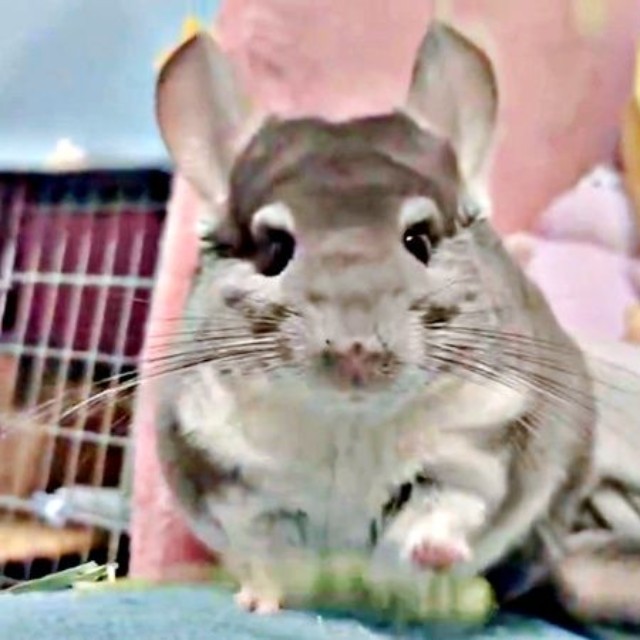 くんくんと匂いを嗅いで、ポイッと捨てたプリンちゃん（画像提供：プリンさん）