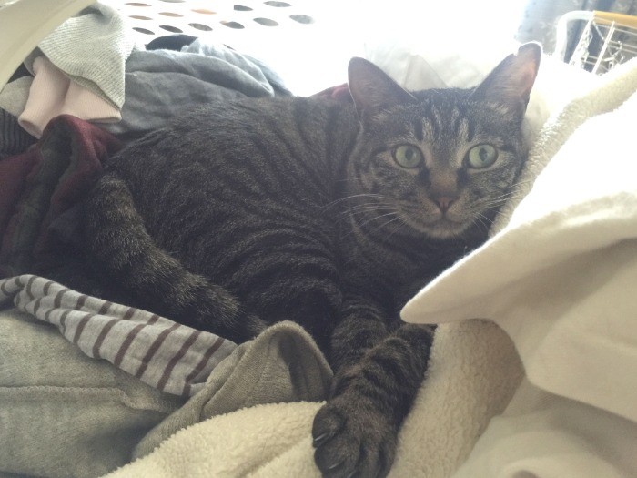 福井さんのキジトラ好きは、1匹目に迎えた猫のノララ君が原点（写真提供：福井晴敏さん）