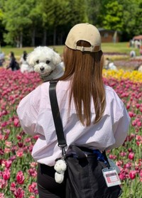 公園にやって来たほっけくん（画像提供：マルチーズのほっけさん）