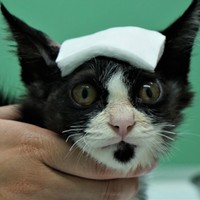 院長先生のお子さんとも仲良し。新たな家族の一員として迎えられるが、けがの後遺症も心配されている（提供写真）