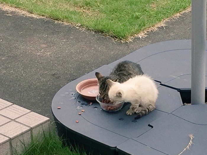 突然、保護主さんのお家の庭に現れた2匹の子猫。（保護主さん提供）