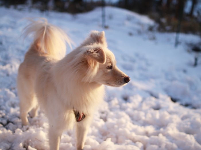 今年も積もってくれますように