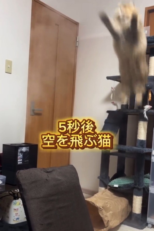 大ジャンプに家族を驚かせ、テレビでも紹介された（ぷんちゃんの飼い主さん提供、Instagramよりキャプチャ撮影）