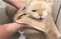 あうあう鳴いていたおこめちゃん。実は、タオルドライに対する抗議？（かにさん提供、Twitterよりキャプチャ撮影）