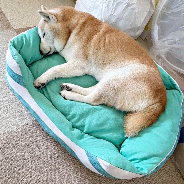 天使すぎる♡ すやすや眠るお顔が愛らしいモモちゃん（画像提供：柴犬のモモさん）