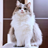 ゴージャスな被毛が素敵なたおくん（画像提供：たおとるねさん）