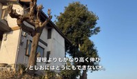 今回伐採するのは、屋根よりもかなり高く伸び どうにもできない木／CAT HOUSE DIYさん（@cathousediy）提供
