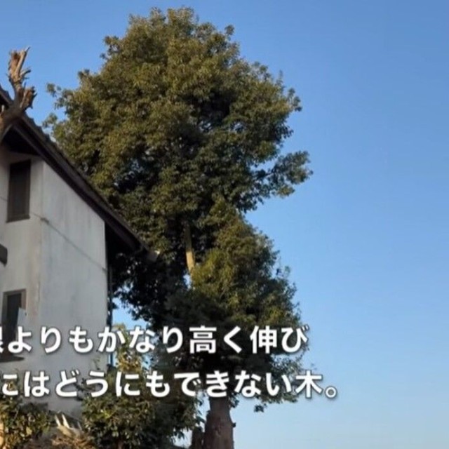 今回伐採するのは、屋根よりもかなり高く伸び どうにもできない木／CAT HOUSE DIYさん（@cathousediy）提供
