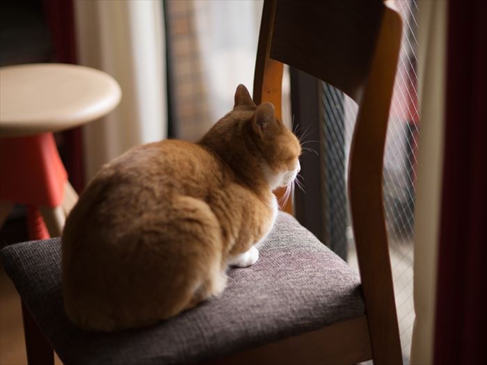 「ここにいれば意地悪猫に追いかけられないけど、逃げるのが僕の得意技なんだよな」（小林写函撮影）