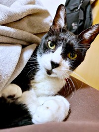 まったりタイムを過ごすこてつくん（画像提供：お母ちゃん こてつ ぜんさん）