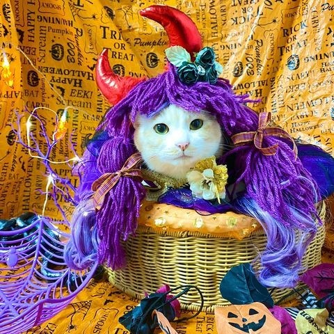 女装をすることもあるにゃ