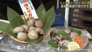 宮城・七ヶ浜産の高級食材トリガイが初入荷　過去最高値で取引　仙台市中央卸売市場