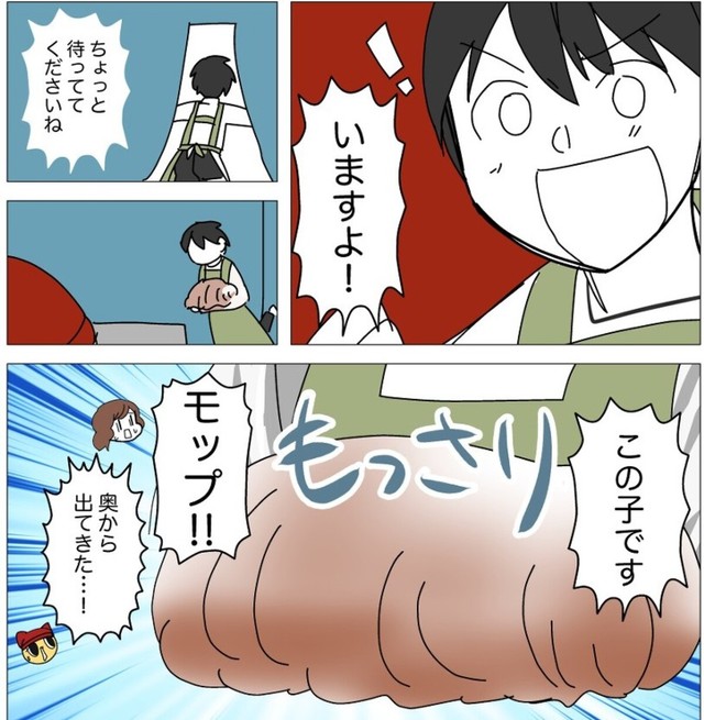 大きなモップみたいな犬が登場（弾正よしかげさん提供）