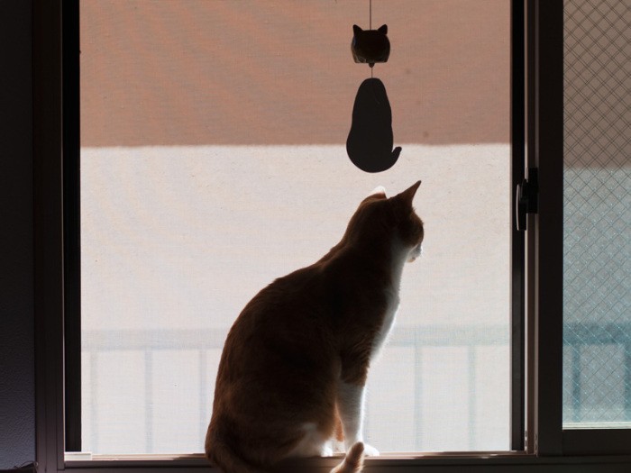 「この風鈴、“ニャー”とは鳴らないね」（小林写函撮影）