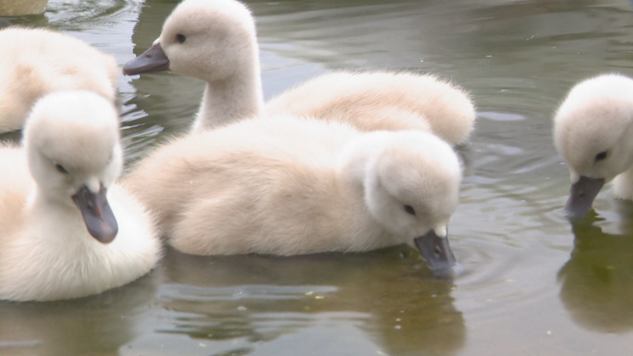 ふわふわかわいい 公園でハクチョウのひなが5羽誕生 岡山・総社市