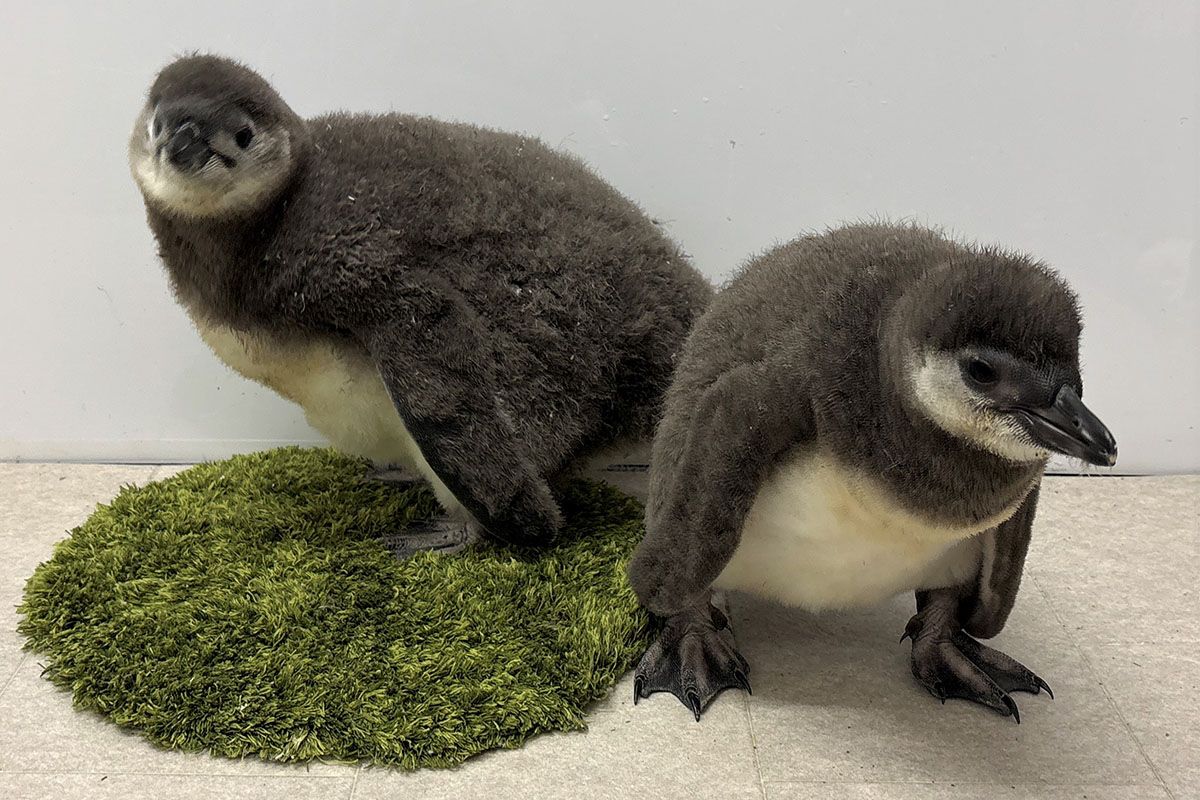 ギャラリー | 【ペンギンの赤ちゃん】すみだ水族館で2羽の7月上旬
