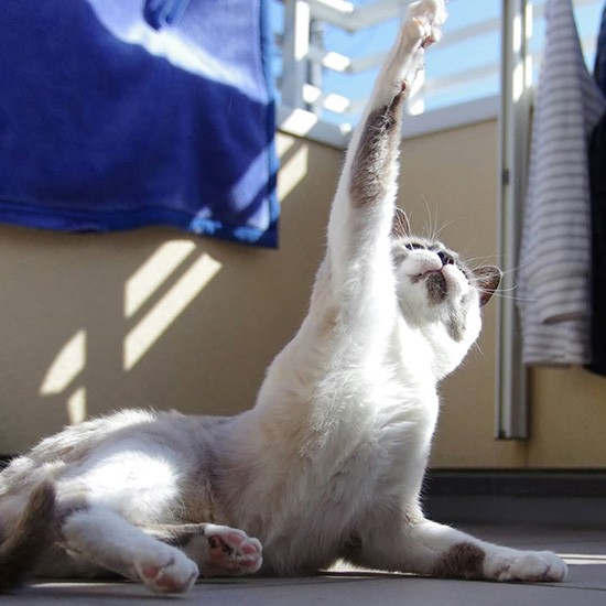 イエーイ！のポーズだにゃ