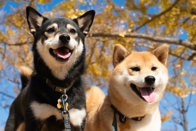 近くに犬をつないで買い物、子育て世代は「条件付きでOK」が約半数※画像はイメージです（okatty/stock.adobe.com/）