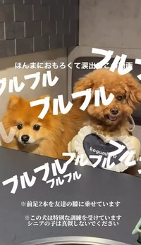 実は“自力の震え”ではなかった…（「먹순이 미엘｜犬連れ韓国旅行🇰🇷」さん提供、Instagramよりキャプチャ撮影）