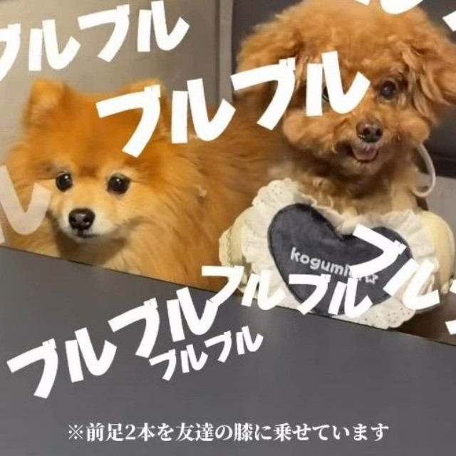 実は“自力の震え”ではなかった…（「먹순이 미엘｜犬連れ韓国旅行🇰🇷」さん提供、Instagramよりキャプチャ撮影）