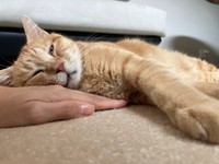 飼い主さんの手を枕にして眠るツナちゃん（画像提供：元野良猫ツナさん）