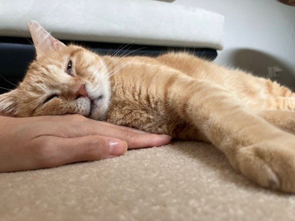 飼い主さんの手を枕にして眠るツナちゃん（画像提供：元野良猫ツナさん）