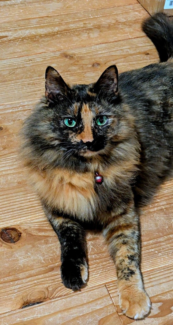 床上でまったりとくつろぐみたらしちゃん（画像提供：少年さん）