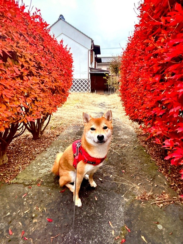 紅葉とパシャリ！ 散歩を楽しむランちゃん（画像提供：柴犬ランちゃん お転婆日記さん）