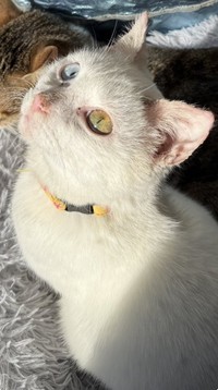 イケニャンなマシュくん