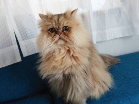 4回目のうちの子記念日、これからも一緒に　ペルシャ猫「風雅」