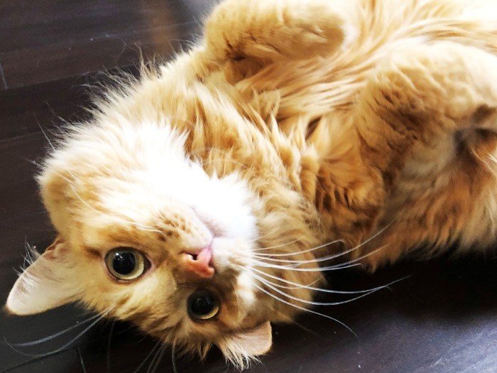 撮影＝清美さん。まさはる「へそ天」の図。