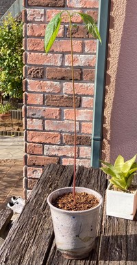 その後、鉢に植え替えられたアボカド。葉も広がってどことなく風格が（しらかわあすかさん提供）