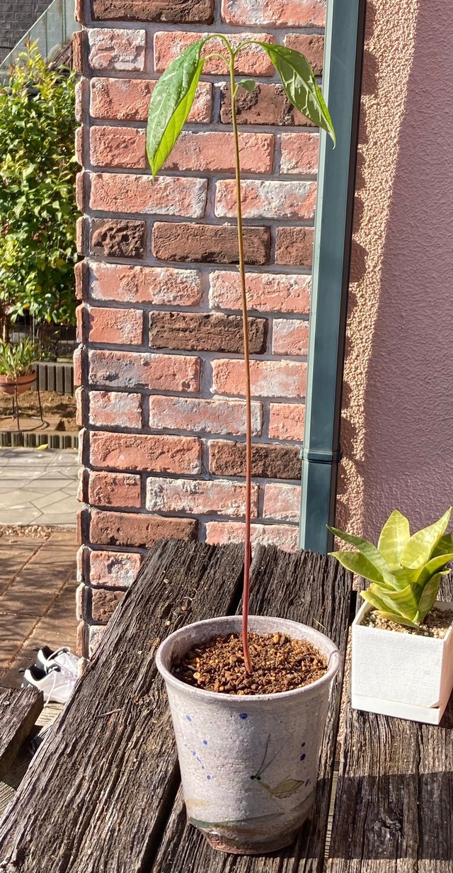 その後、鉢に植え替えられたアボカド。葉も広がってどことなく風格が（しらかわあすかさん提供）