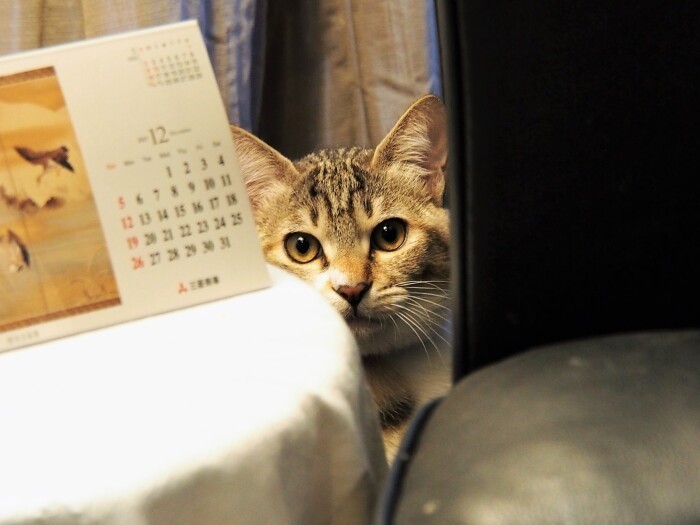 いろんなところに潜んで、パパママの隙を狙ってる