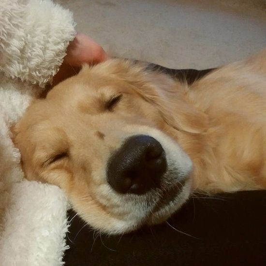 「膝枕ありがとう、また、明日」