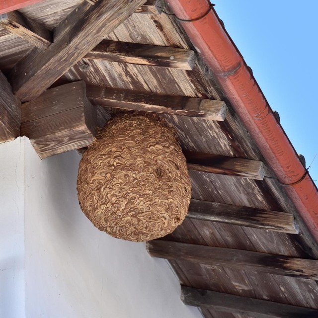 駆除が必要なスズメバチの巣※画像はイメージです（YAZAWA/stock.adobe.com/）
