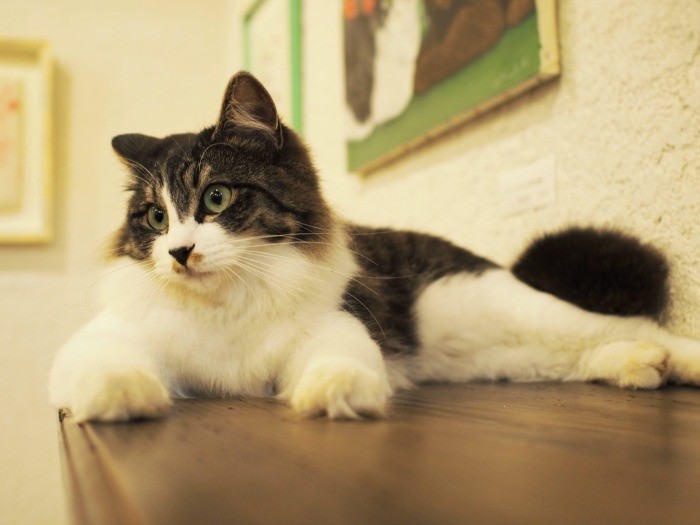 虎之介の家に押しかけでやってきたノラ、瀬奈（せな）。