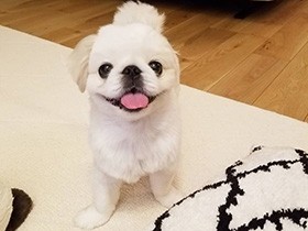 笑顔を引き出す魔法の言葉は「おやつ」  ペキニーズ「大福」