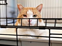 保護直後、ケージのなかでじっとかたまる若林くん（画像提供：たいしおさん）