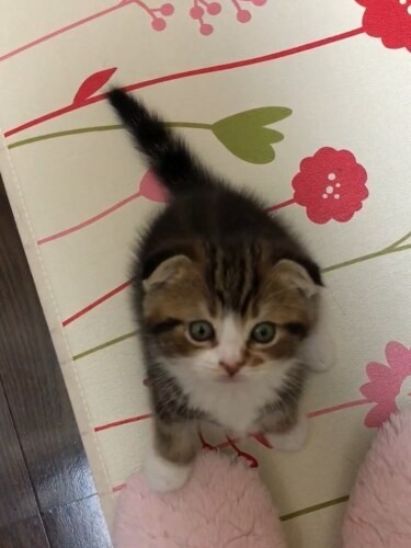 家にきたころの「まろ」